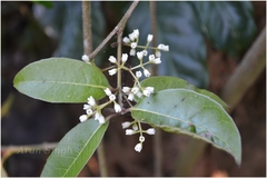 Olea polygama